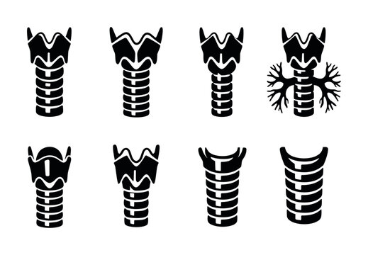 Collection of stylized anatomical illustrations of the human larynx and trachea