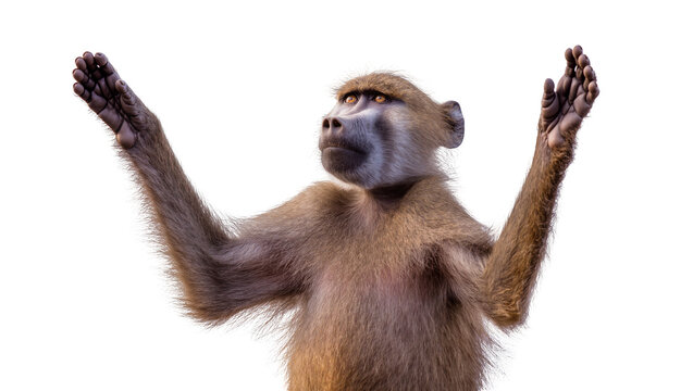 Isolated baboon with arms raised looking upwards, curious and expressive primate
