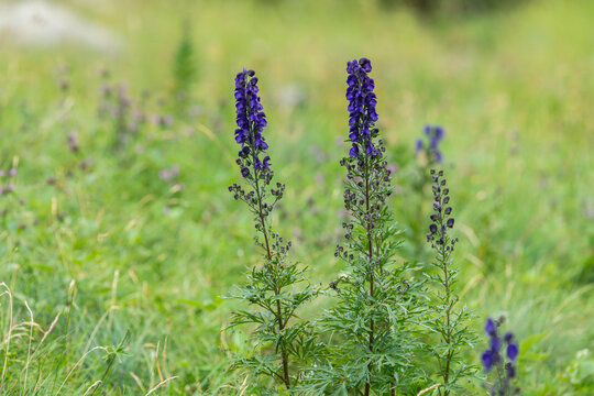 Two purple monkshood Aconitum spikes bloom in alpine green meadow soft summer light