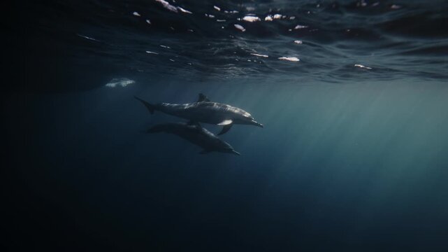 Two dolphins swimming gracefully through dark ocean waters during the famous sardine run migration, underwater marine wildlife scene with dramatic atmosphere, predator behavior in the deep blue sea