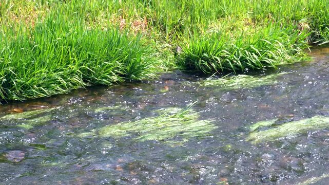 春の小川の流れ