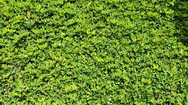 Dense Green Pinto Peanut (Arachis pintoi) Ground Cover with Small Yellow Flowers