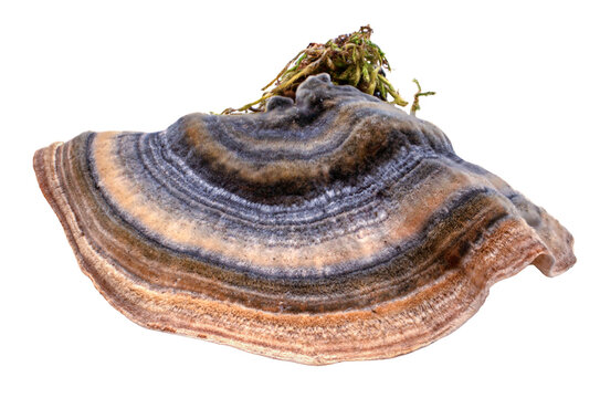 Trametes versicolor (Turkey Tail fungus) isolated on transparent background