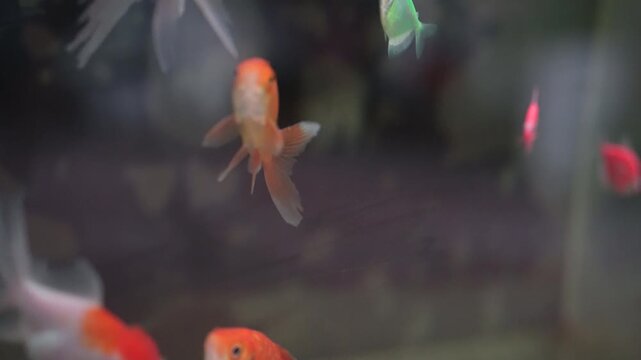 Colorful fish swim in the tank.