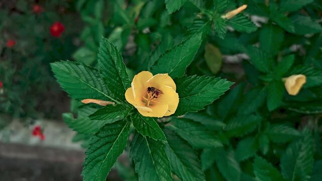 A bee is visiting a yellow alder flower in the garden video