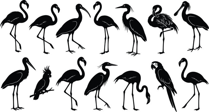 Black silhouettes of various herons and egrets, birds on white background