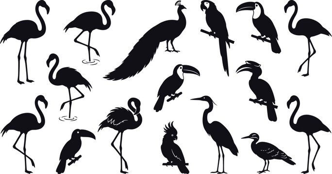 Black silhouettes of various tropical birds, including flamingos, toucans, and parrots bird silhouettes