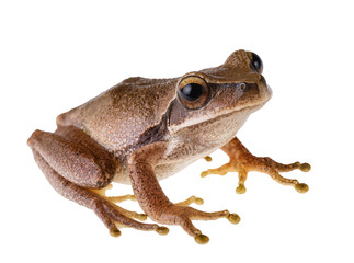 Obraz premium Isolated detailed portrait of a small brown frog or toad with textured skin and big eyes.