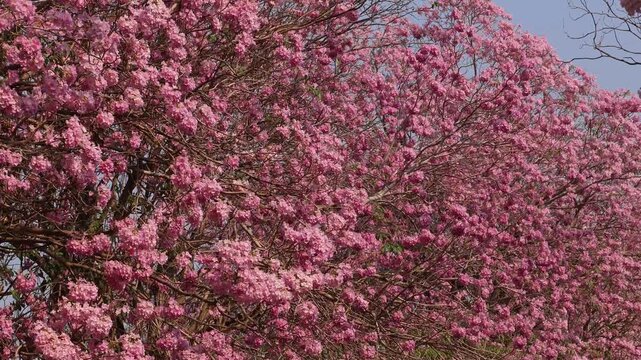 Footage of Gorgeous Pink Tecoma Blossoms Shining in Sunlight