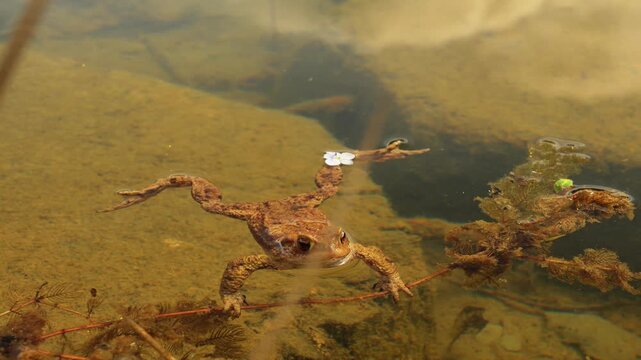 A toad frog is resting in the water of a lake and holding on to a branch.