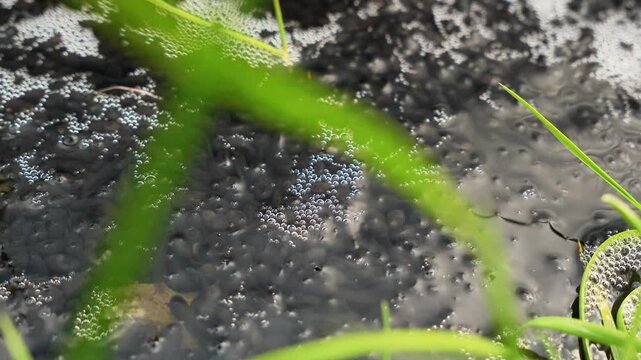 Frog tadpoles moving in a pond. Frog reproduction.