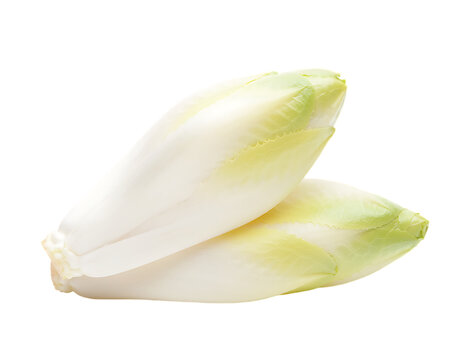 Fresh Belgian Endive Leaves Isolated on Transparent Background PNG	