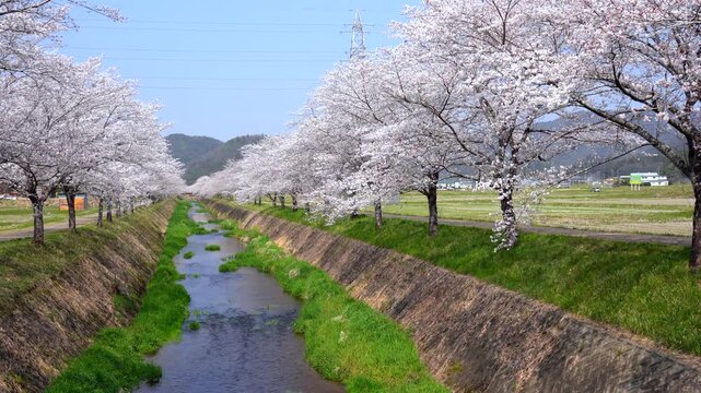 春、桜満開の鳥羽川