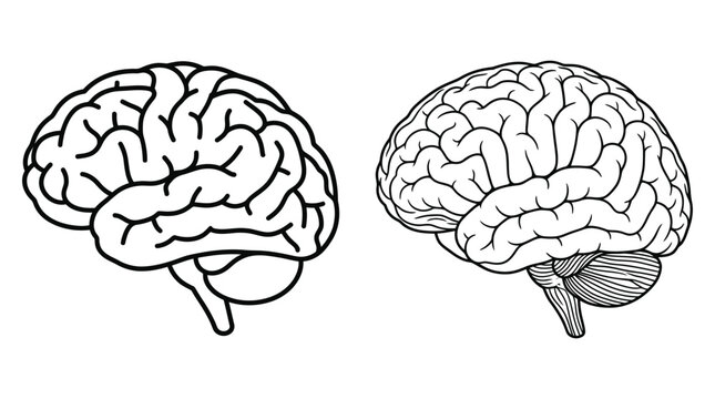 Human brain illustration side and front views black and white