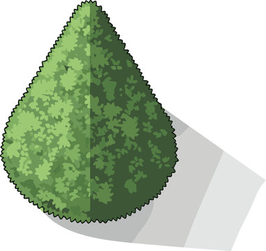 Top view of conical shaped decorative bush in pot with cast shadow isolated on transparent background.