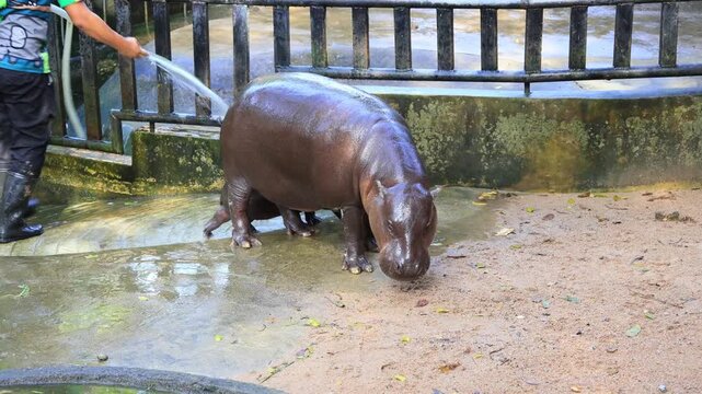 Nearly 3 months old cute baby Pygmy Hippo and her Mommy being showered by zookeeper