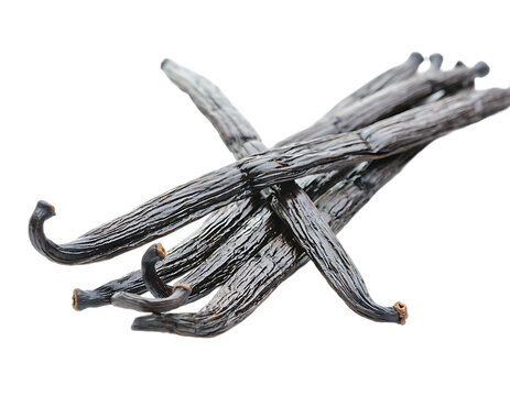 Fresh Vanilla Beans Arranged Beautifully on Transparent Background PNG	