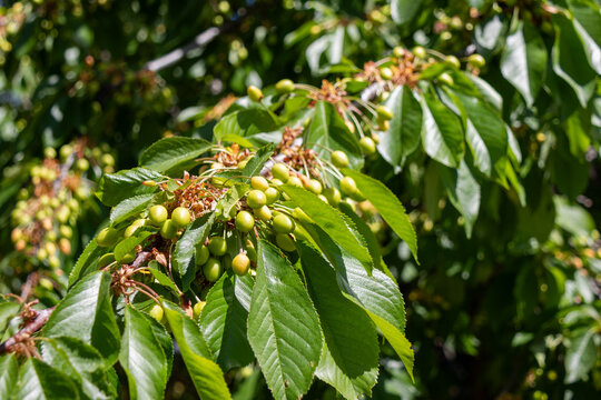 Green cherries growing on tree branches