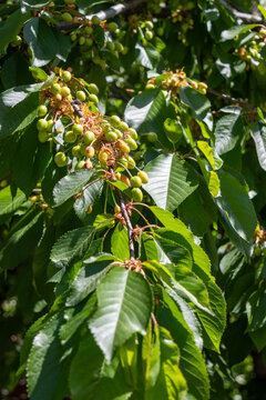 Green cherry tree branches with unripe fruit in sunlight