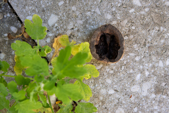 Cracked walnut shell on concrete surface