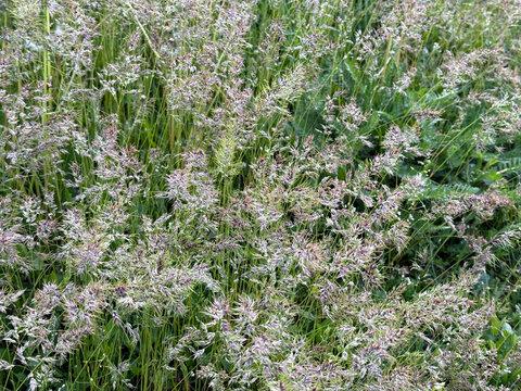 Meadow grass bulbous bluegrass poa bulbosa
