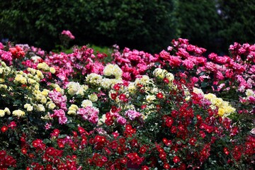 Obraz premium 整然と並んで咲く赤と白とピンクの薔薇 埼玉県与野公園