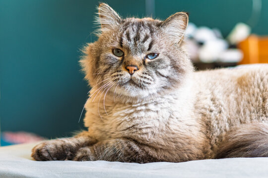 Neva masquerade cat resting indoors