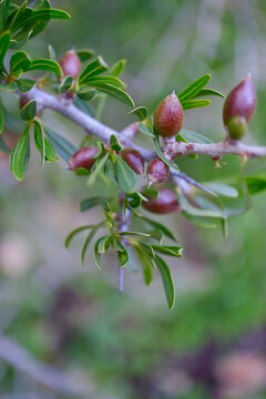 Close-up of Argania spinosa (argan tree) fruits and leaves in the Arganeraie region of Morocco, captured in soft natural light.