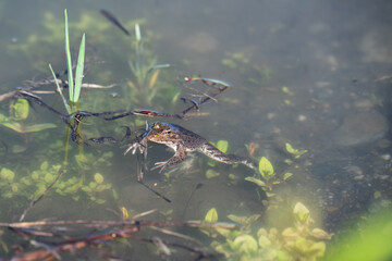 Fototapeta premium Marsh frog, Pelophylax ridibundus, swimming in transparent pond water near green aquatic plants, wild nature and amphibian biology concept.