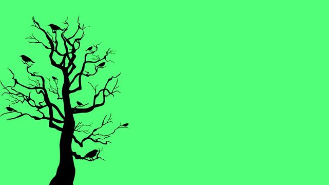 2D animation of Tree with dry roots, birds siiting on it, Zoom In animation against green screen. Can me easily remove green background and adjust it in your scenes. 