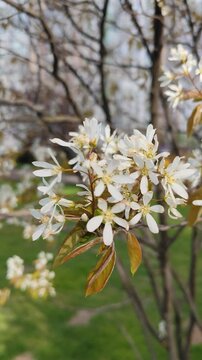 White Serviceberry Flowers in Spring Bloom, Amelanchier Tree Branch with Delicate Petals.