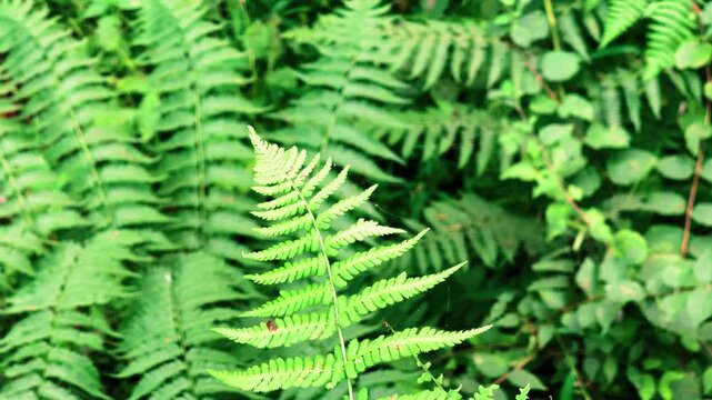 Closeup of fern leaf in the forest at Manali, Himachal Pradesh, India. Beautiful fern leaves, green foliage, natural floral fern background. Fern with copy space for nature, outdoor, adventure