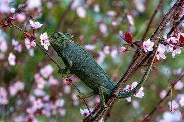 Mediterranean chameleon on flovering tree holding on to a branch with his paws © Veliavik