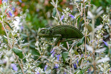 Mediterranean chameleon on flovering shrub holding on to a branch with his paws © Veliavik