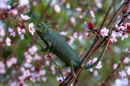 Mediterranean chameleon on flovering tree holding on to a branch with his paws