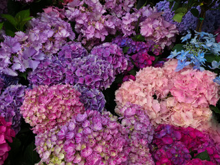 Fototapeta premium Top view of multicolored hydrangea flowers blooming in a lush garden, beautiful background of purple, pink and blue lacecap and mophead hydrangeas, pastel floral nature concept