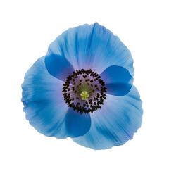 Naklejka premium Closeup of a vibrant blue Himalayan poppy flower against white background.