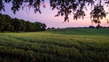 Fototapeta premium A tranquil scene of a green field at sunset, framed by tree silhouettes and a colorful sky.