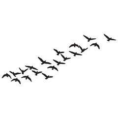 Black bird silhouettes flying in a flock formation vector graphic for nature and migration themes © Zulfa
