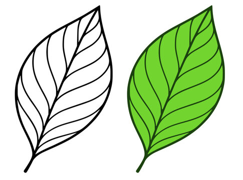 Leaf illustration, in line art and colored design, for coloring page