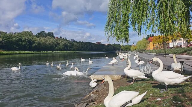 Large group of white swans gathering on the riverbank in Maribor city, Slovenia. Beautiful scenery with birds swimming, preening, and flapping wings in the emerald water of Drava river. 