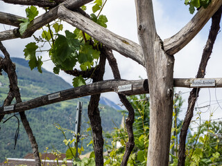 Gnarled vine pergola with labeled grape varieties - traditional Valais vineyard in St. German, Switzerland © Carismarkus