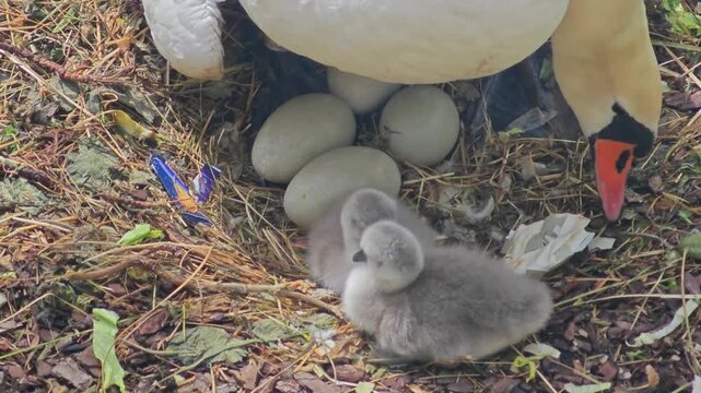 Close up of a swan family in a nest with small cygnets and eggs. Wildlife and nature beauty.