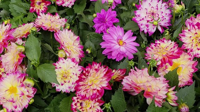 Vibrant bicolour dahlia flowers blooming in garden, beautiful pink magenta and yellow cream dahlias background, lush floral nature concept