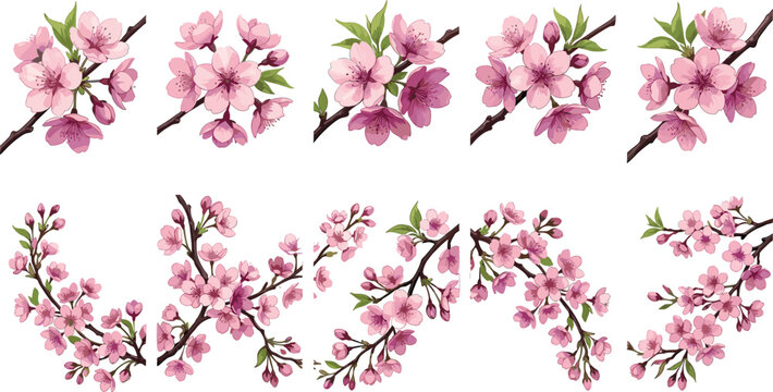 Pink Cherry Blossom Branch Collection with Blooming Sakura Flowers, Spring Botanical Elements, Romantic Floral Design, and Elegant Vector Illustration Set