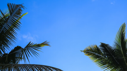 Fototapeta premium Blue sky and beside it coconut leaves, background, texture, wallpaper.
