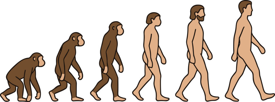 Human evolution stages vector illustration showing progression from ape to modern human walking sequence