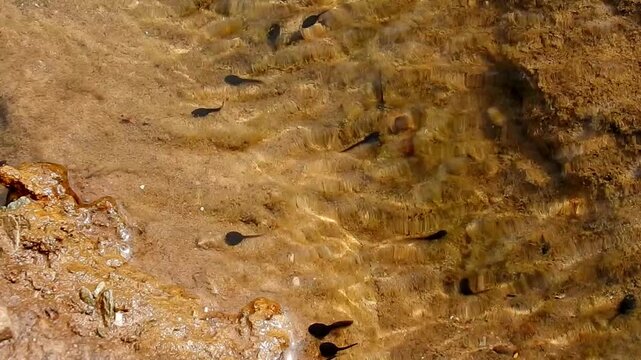 Swimming tadpoles underwater in shallow pool of clear sandy reflective fresh water ecosystem