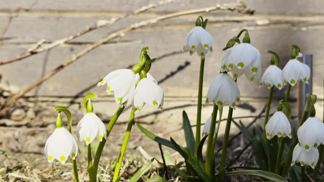 White snowdrop flowers blooming in warm spring sunlight beside rustic garden wall, swaying in wind