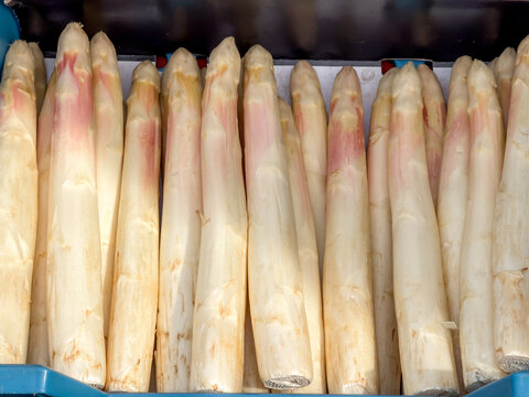 Selective focus of fresh Dutch white asparagus (Asperge) in blue basket on market stall, A perennial flowering plant species in the genus Asparagus, Its young shoots are used as a spring vegetable.